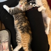 Tekir Kedi, Kedi  Çiko - Lokum fotoğrafı