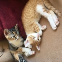 Tekir Kedi, Kedi  Çiko - Lokum fotoğrafı