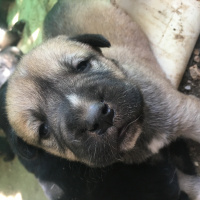 Kangal, Köpek  Patigiller fotoğrafı