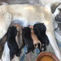 Kangal, Köpek  Patigiller fotoğrafı