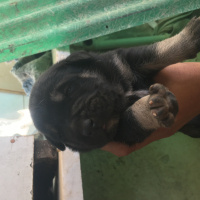 Kangal, Köpek  Patigiller fotoğrafı