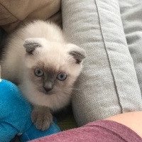 Scottish Fold, Kedi  Çakıl fotoğrafı