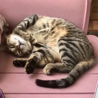 Tekir Kedi, Kedi  Boncuk fotoğrafı
