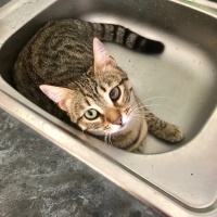 Tekir Kedi, Kedi  Boncuk fotoğrafı