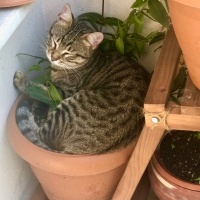 Tekir Kedi, Kedi  Boncuk fotoğrafı