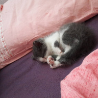 Tekir Kedi, Kedi  Minnoş fotoğrafı