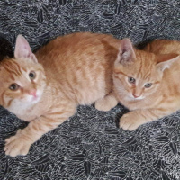 Tekir Kedi, Kedi  adını kendiniz koyun fotoğrafı