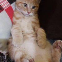 Tekir Kedi, Kedi  adını kendiniz koyun fotoğrafı