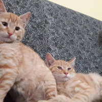 Tekir Kedi, Kedi  adını kendiniz koyun fotoğrafı