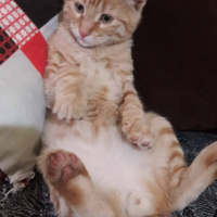 Tekir Kedi, Kedi  adını kendiniz koyun fotoğrafı