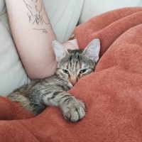 Tekir Kedi, Kedi  Mia - Üzülerek Acil Yuva Aramaktayız fotoğrafı