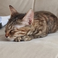 Tekir Kedi, Kedi  Mia - Üzülerek Acil Yuva Aramaktayız fotoğrafı
