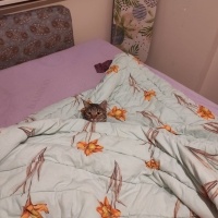 Tekir Kedi, Kedi  Mia - Üzülerek Acil Yuva Aramaktayız fotoğrafı