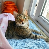 Tekir Kedi, Kedi  Mia - Üzülerek Acil Yuva Aramaktayız fotoğrafı