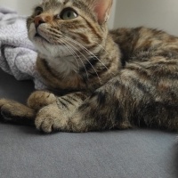 Tekir Kedi, Kedi  Mia - Üzülerek Acil Yuva Aramaktayız fotoğrafı