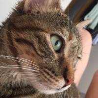 Tekir Kedi, Kedi  Mia - Üzülerek Acil Yuva Aramaktayız fotoğrafı