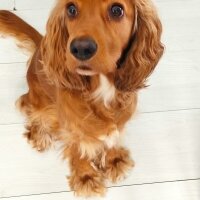 İngiliz Cocker Spaniel, Köpek  Eva fotoğrafı