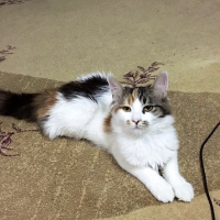 Tekir Kedi, Kedi  Minnoş fotoğrafı