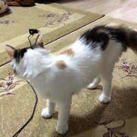 Tekir Kedi, Kedi  Minnoş fotoğrafı