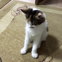 Tekir Kedi, Kedi  Minnoş fotoğrafı