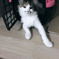 Tekir Kedi, Kedi  Minnoş fotoğrafı