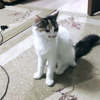 Tekir Kedi, Kedi  Minnoş fotoğrafı