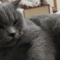 British Shorthair, Kedi  Duman fotoğrafı