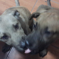 Kangal, Köpek  Rex - Liza  fotoğrafı