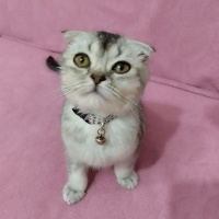 Scottish Fold, Kedi  Duman fotoğrafı