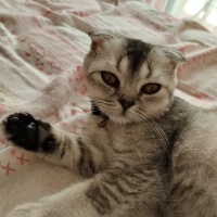 Scottish Fold, Kedi  Duman fotoğrafı