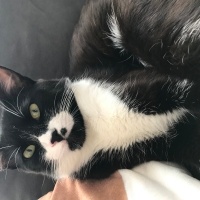 Tuxedo (Smokin) Kedi, Kedi  Canga fotoğrafı