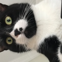 Tuxedo (Smokin) Kedi, Kedi  Canga fotoğrafı