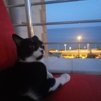 Tuxedo (Smokin) Kedi, Kedi  Canga fotoğrafı