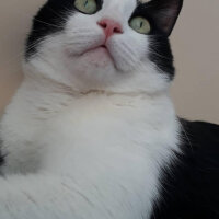 Tuxedo (Smokin) Kedi, Kedi  Mawin fotoğrafı