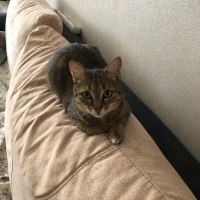 Tekir Kedi, Kedi  Tarçın fotoğrafı