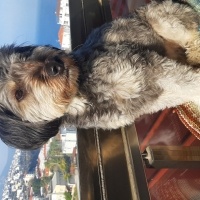 Glen of Imaal Terrier, Köpek  Leydi fotoğrafı