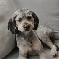 Glen of Imaal Terrier, Köpek  Leydi fotoğrafı