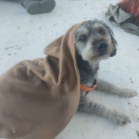 Glen of Imaal Terrier, Köpek  Leydi fotoğrafı