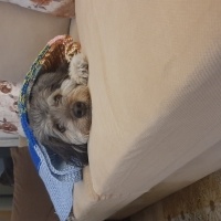Glen of Imaal Terrier, Köpek  Leydi fotoğrafı