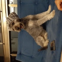 Glen of Imaal Terrier, Köpek  Leydi fotoğrafı