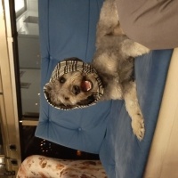 Glen of Imaal Terrier, Köpek  Leydi fotoğrafı