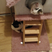 Tekir Kedi, Kedi  KÖPÜŞ,GRİ,OLAF,KARA, fotoğrafı