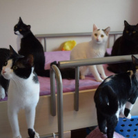 Tekir Kedi, Kedi  KÖPÜŞ,GRİ,OLAF,KARA, fotoğrafı