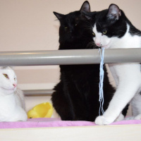 Tekir Kedi, Kedi  KÖPÜŞ,GRİ,OLAF,KARA, fotoğrafı