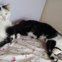 Tekir Kedi, Kedi  KÖPÜŞ,GRİ,OLAF,KARA, fotoğrafı