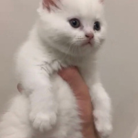 British Shorthair, Kedi  venüs fotoğrafı