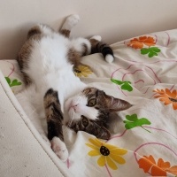 Tekir Kedi, Kedi  Leo fotoğrafı