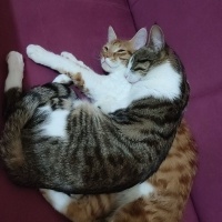 Tekir Kedi, Kedi  Leo fotoğrafı