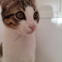 Tekir Kedi, Kedi  Leo fotoğrafı