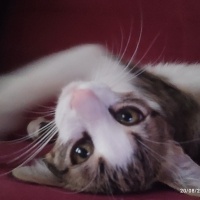 Tekir Kedi, Kedi  Leo fotoğrafı